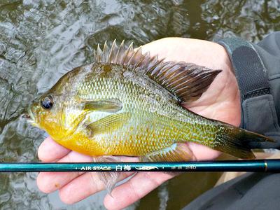 A Nice South Texas Yellow Belly