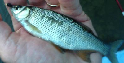 Golden Shiner