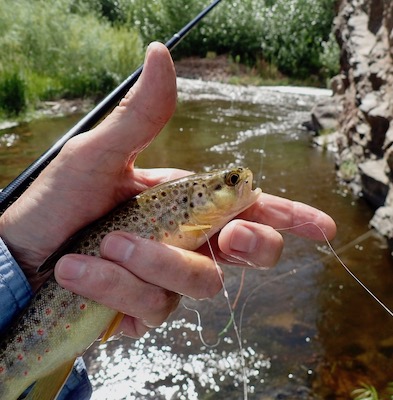 Brown Trout