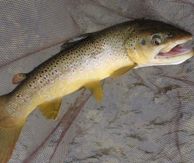 Big Brown in the net