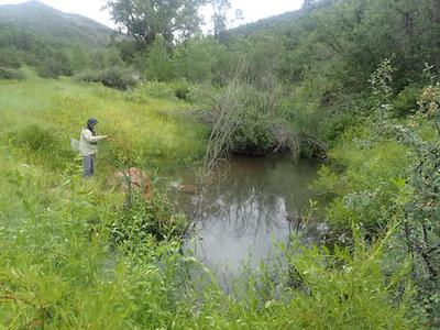 Cutthroat Heaven