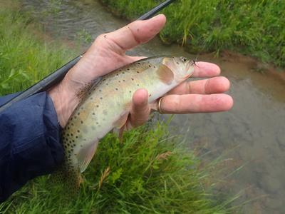 Big fish of the Day