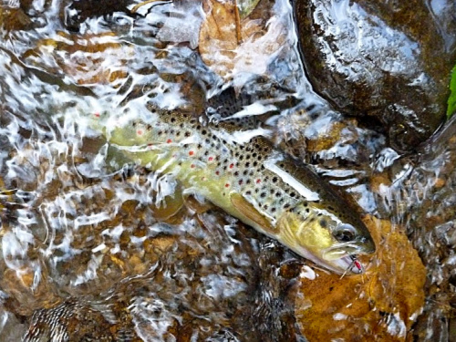 Brown trout with Tenryu Kebari