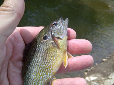 Green sunfish didn't stand a chance