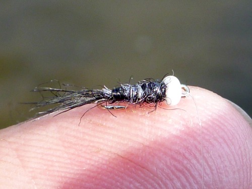 Black Killer Bugger with a white bead head