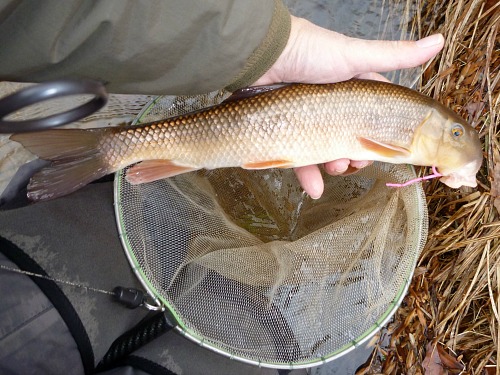 Angler holding White Sucker