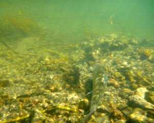 Underwater photo of a whitefish on the river bottom