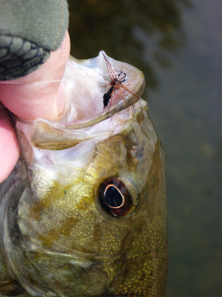 wide-eyed-fly-test