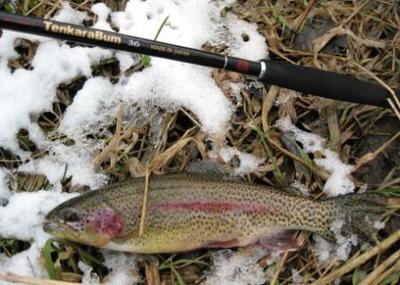 Stocker rainbows chunk out nicely after one season