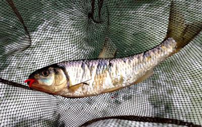 First cast with Overhand Worm