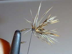 Step 3: Hackle wound and tied off with thread.