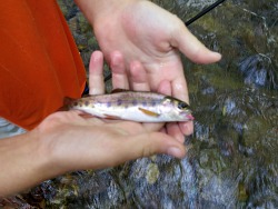 Wyatt's rainbow trout