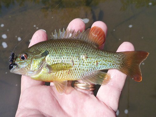 Redbreast sunfish caught with 10X tippet