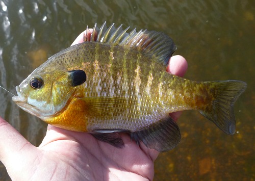 Angler holding hand-sized bluegill