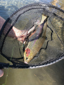 Large rainbow trout in net