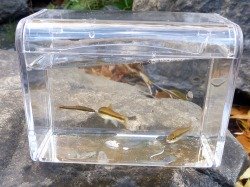 3x5 Photo Tank with several minnows inside