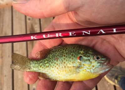 First Pumpkinseed on Fixed Line