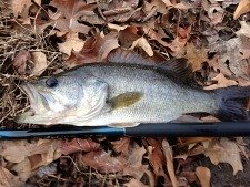 Largemouth bass