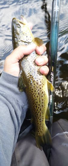 Nissin 540 ZX and brown trout