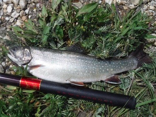 Brook trout alongside Keiryu Sawanobori