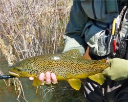 Angler holding nice Brown Trout