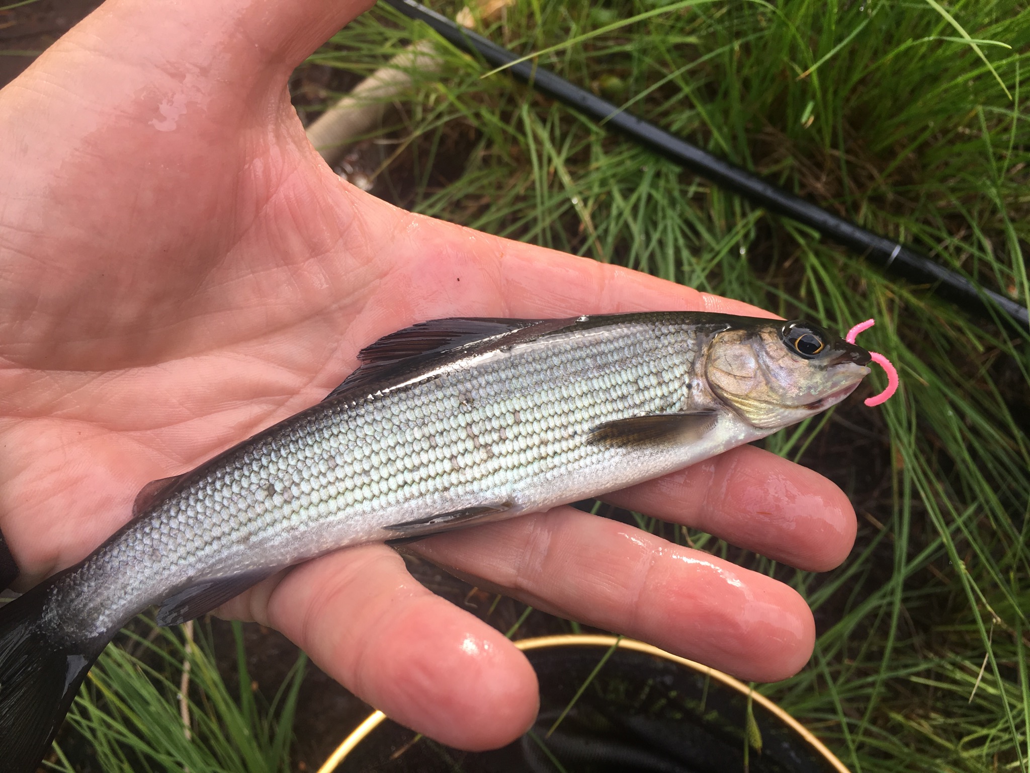Angler holding small grayling. Pink Chenille Worm in its mouth