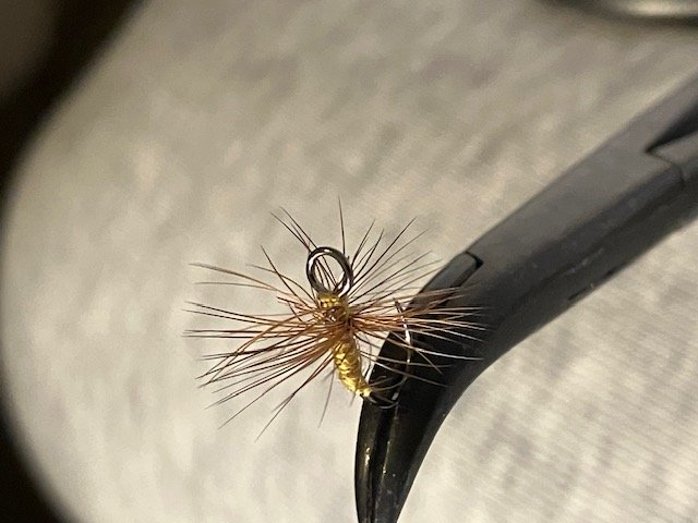 wide-eyed-fly