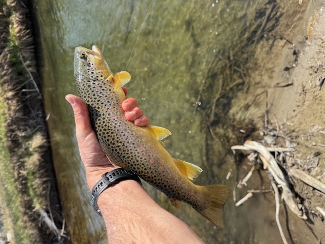 Kris-f-36F-brown2