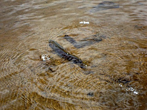 Trout cruising in shallow water