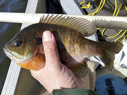 Hand-sized bluegill caught with a tenkara rod.