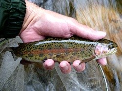 Rainbow trout