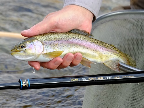 Angler holding rainbow trout and Suntech TB 63 rod.
