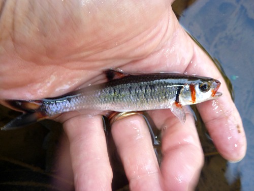 Angler holding a Warpaint Shiner