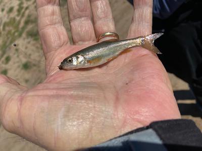 Rio Grande Chub?