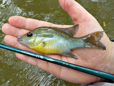 Little Red Breast Sunfish, Nissin Air Stage Hakubai 240, and Reaper Midge