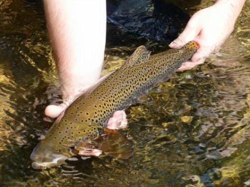 Angler holding nice brown trout in the water
