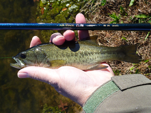 Modest largemouth bass caught with Nissin Air Stage Hakubai