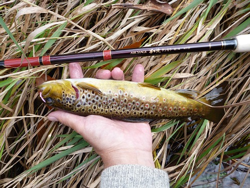 Brown trout caught with Nissin Air Stage Fujiryu 6:4 410 tenkara rod.