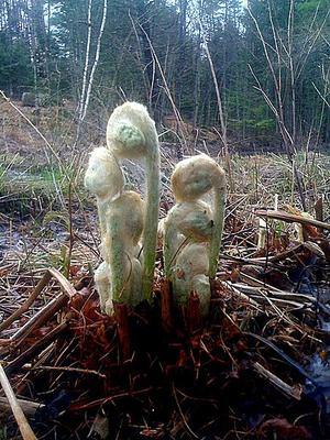 Emerging fiddleheads with fibers (from wikimedia commons, under creative commons license)
