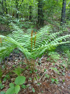 The mature fronds are easy to identify by the brown fertile fronds