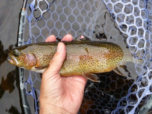 Angler holding rainbow trout above a net.