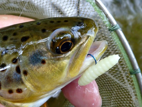 Angler holding brown trout hooked with artificial wax worm