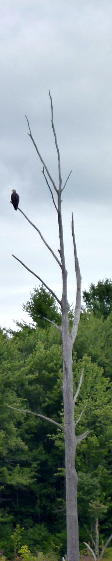 Bald Eagle in a dead tree.