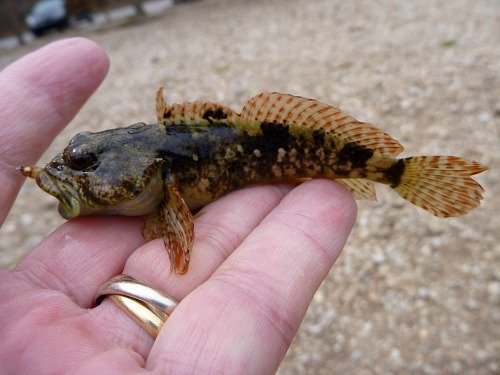 Angler holding banded sculpin.