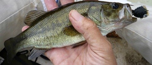 Largemouth bass with deer hair bass bug in mouth