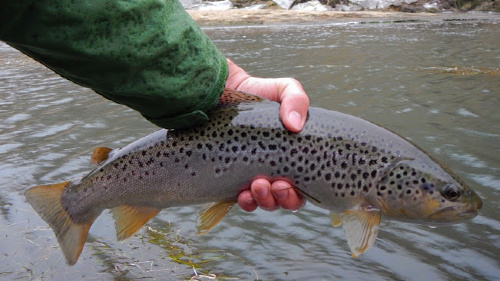 Angler holding nice brown trout