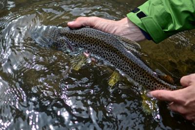 Madison Catch and Release