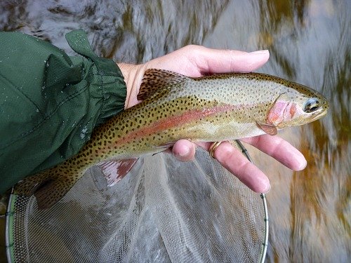 Angler holding rainbow trout caught with Hen and Hound fly