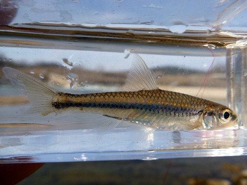 Bigeye Shiner caught on Nissin Air Stage Hakubai in Micro Photo Tank