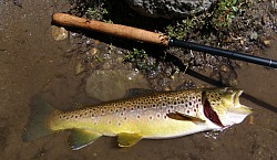 Large Brown Trout
